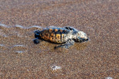 Turtle (Chelonia mydas) Kosta Rika 'daki Tortuguero Ulusal Parkı' nda okyanusa doğru sürünüyor..