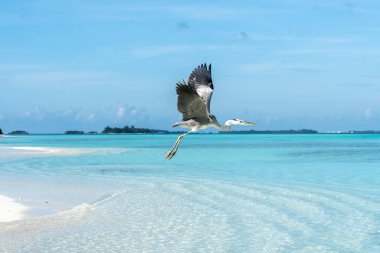 Bir Grey Heron (Ardea cinerea) Maldivler 'de arka planda adalar ile plajda uçar