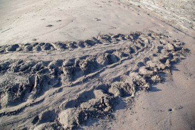 Kosta Rika 'daki Tortuguero Ulusal Parkı' nda deniz kaplumbağası izleri var.