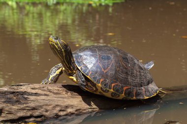 Kosta Rika 'daki Tortuguero Ulusal Parkı' ndaki doğal yağmur ormanı kanalında uyuyan sarı karınlı sürgülü kaplumbağa (Trachemys scripta scripta) Emydidae ailesine ait bir toprak ve su kaplumbağası.