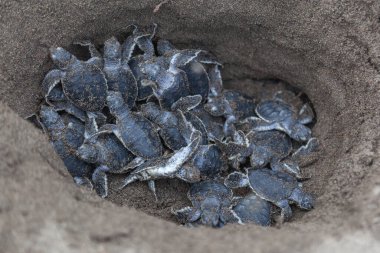 Yavru yeşil kaplumbağalar (Chelonia mydas) yuvada ve Kosta Rika 'da okyanusa doğru sürünmeye hazırlar..