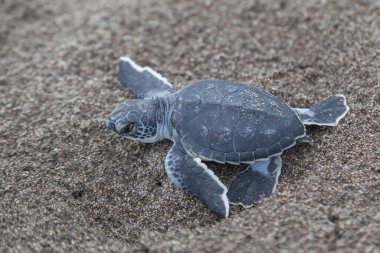 Turtle (Chelonia mydas) Kosta Rika 'daki Tortuguero Ulusal Parkı' nda okyanusa doğru sürünüyor..
