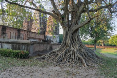 Tayland 'daki Sukhothai Tarihi Parkı' ndaki bir ağaç, Sukhothai Tarihi Park kalıntıları Tayland 'ın en etkileyici dünya mirası alanlarından biridir..