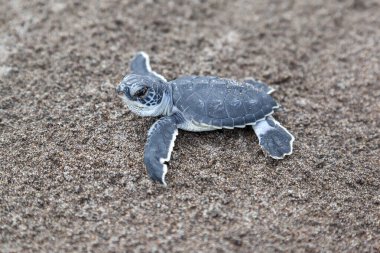 Turtle (Chelonia mydas) Kosta Rika 'daki Tortuguero Ulusal Parkı' nda okyanusa doğru sürünüyor..