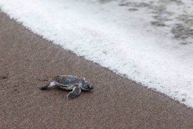 Turtle (Chelonia mydas) Kosta Rika 'daki Tortuguero Ulusal Parkı' nda okyanusa doğru sürünüyor..