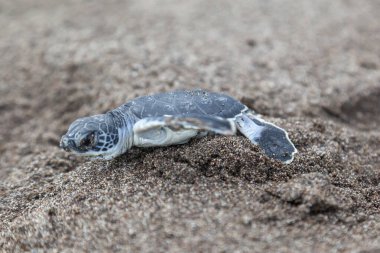 Turtle (Chelonia mydas) Kosta Rika 'daki Tortuguero Ulusal Parkı' nda okyanusa doğru sürünüyor..