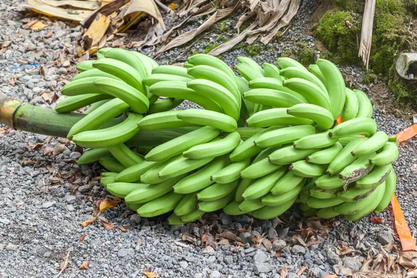 Close Bunch Fresh Bananas Plantation Costa Rica — Stock Photo, Image