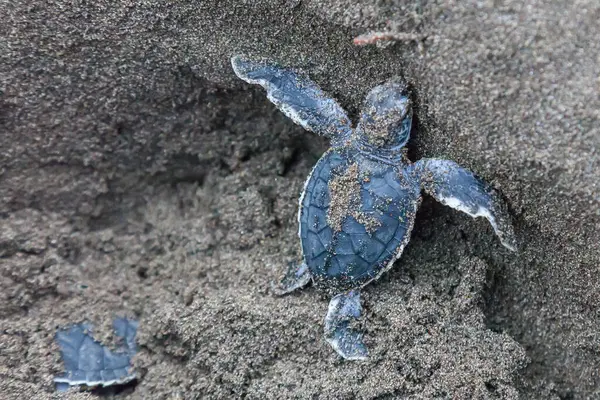 Turtle Chelonia Mydas Crawling Ocean Beach Tortuguero National Park Costa — Stock Photo, Image