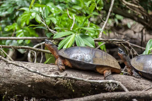 Två Black River Turtles Rhinoclemmys Funerea Vilar Trädstammen Tortuguero National — Stockfoto