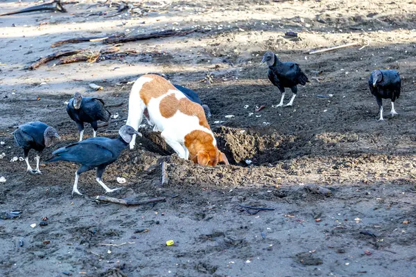 Pies Kopiący Gniazdo Żółwia Oliwkowego Grupę Czarnych Sępów Czekających Zjeść — Zdjęcie stockowe