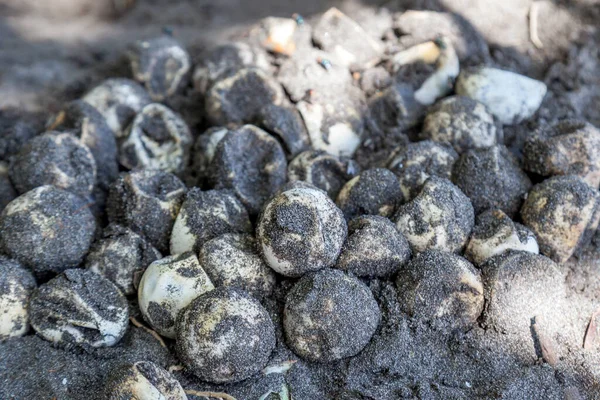 Ovos Tartaruga Não Eclodidos Coletados Por Uma Assistência Pesquisa Praia — Fotografia de Stock