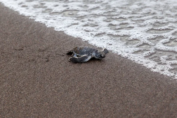 Tartaruga Chelonia Mydas Rastejando Até Oceano Praia Parque Nacional Tortuguero — Fotografia de Stock