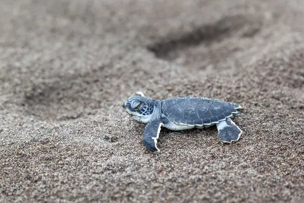 Turtle Chelonia Mydas Crawling Ocean Beach Tortuguero National Park Costa — Stock Photo, Image
