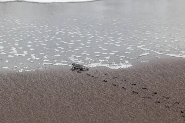 Tartaruga Chelonia Mydas Rastejando Até Oceano Praia Parque Nacional Tortuguero — Fotografia de Stock