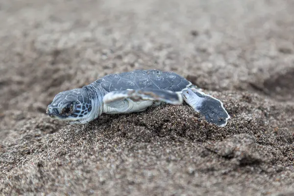 Schildkröte Chelonia Mydas Kriecht Strand Tortuguero Nationalpark Costa Rica Zum — Stockfoto