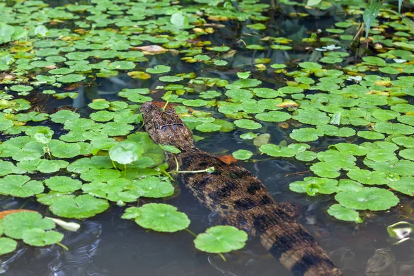 Kajman Rzece Zielonymi Liśćmi Parku Narodowym Tortuguero Kostaryce Mniejszy Krewny — Zdjęcie stockowe