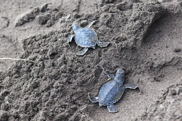 Baby Green Turtles Chelonia Mydas Crawling Ocean Beach Foot Print — Stock Photo, Image