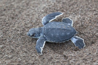 Turtle (Chelonia mydas) Kosta Rika 'daki Tortuguero Ulusal Parkı' nda okyanusa doğru sürünüyor..