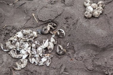 The Unhatched turtle eggs collected by a Research assistance on the beach to study of nests survivorship and hatching success in Costa Rica. clipart