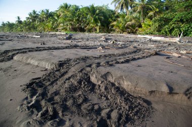 Kosta Rika 'daki Tortuguero Ulusal Parkı' nda deniz kaplumbağası izleri var.