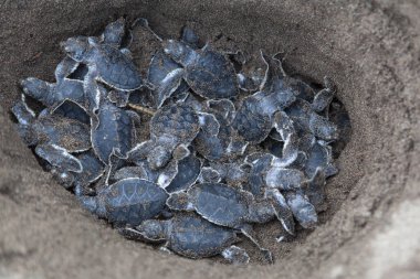Yavru yeşil kaplumbağalar (Chelonia mydas) yuvada ve Kosta Rika 'da okyanusa doğru sürünmeye hazırlar.. 