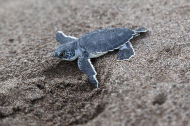 Turtle (Chelonia mydas) Kosta Rika 'daki Tortuguero Ulusal Parkı' nda okyanusa doğru sürünüyor..