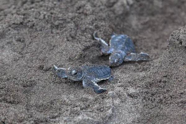 Tartarugas Verdes Bebê Chelonia Mydas Rastejando Para Oceano Praia Lado — Fotografia de Stock