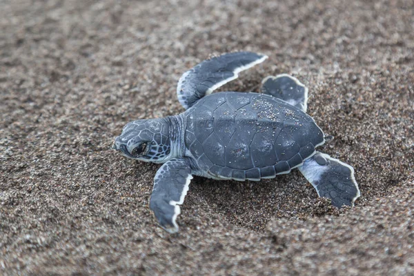 Sköldpadda Chelonia Mydas Kryper Till Havet Stranden Tortuguero Nationalpark Costa — Stockfoto
