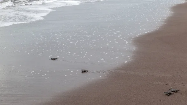 Sea beach with a small turtles