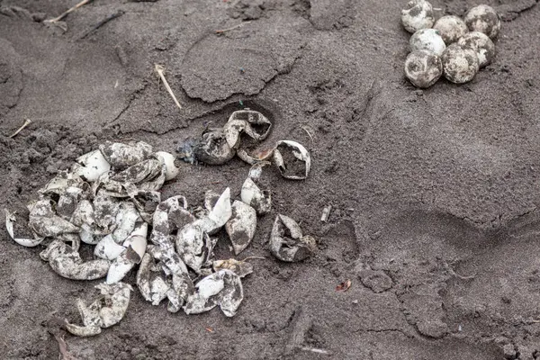 Ovos Tartaruga Não Eclodidos Coletados Por Uma Assistência Pesquisa Praia — Fotografia de Stock