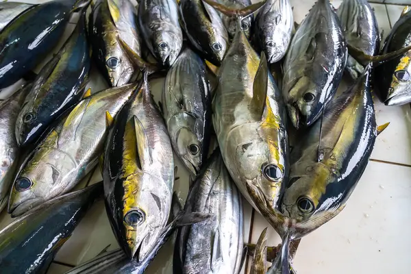 A pile of tuna fishes (Thunnini) in fish market in of Male, Maldives. Tuna is a saltwater fish that belongs to the tribe Thunnini.