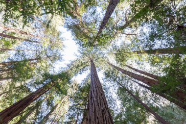 Marin County, Kaliforniya 'daki Muir Woods Ulusal Anıtı' na bakan Sekoya ağaçları, ABD.