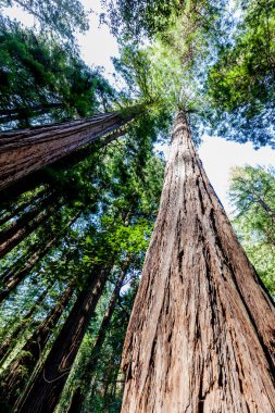 Marin County, Kaliforniya 'daki Muir Woods Ulusal Anıtı' na bakan Sekoya ağaçları, ABD.