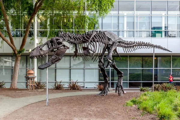 Mountain View Kalifornien Usa März 2018 Ein Skelett Eines Tyrannosaurus — Stockfoto