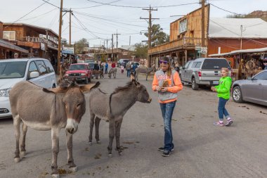 ARIZONA, ABD - 23 Aralık 2017: Oatman 'da sokaklarda dolaşan yabani eşekler. Oatman 'ın en ünlü eğlencesi, sokaklarda serbestçe dolaşan ve elle beslenen saman küpleri olan yabani eşekleridir..