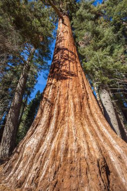 Dev Sekoya ağaçları Sequoia National Park, Kaliforniya, ABD