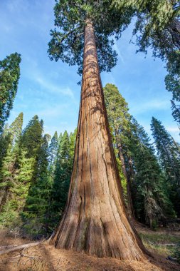 ABD 'nin Kaliforniya eyaletindeki Kings Canyon Ulusal Parkı' ndaki dev Sequoia ağaçları
