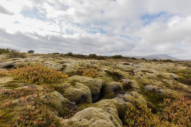 İzlanda yosun alanında