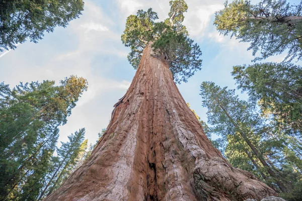 Giant Sequoia Trees Kings Canyon National Park California Usa — Stock Photo, Image