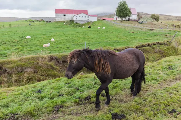 Icelandic Horse Farm Background Iceland Icelandic Horse Breed Horse Developed — Stock Photo, Image