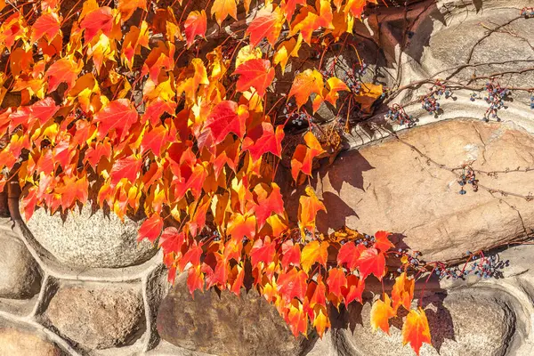 Κόκκινα Φύλλα Κισσού Πέτρινο Τοίχο Φθινόπωρο — Φωτογραφία Αρχείου
