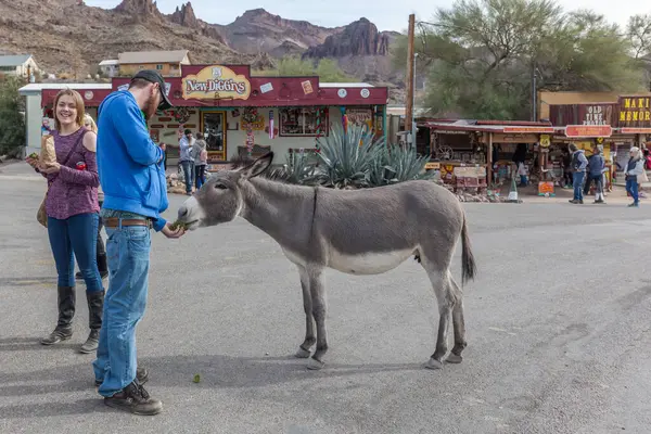 美国Arizona 2017年12月23日 野牛在Oatman街上游荡 奥特曼最有名的景点是它的野生驴 它可以在街上自由漫步 也可以用手喂草 — 图库照片
