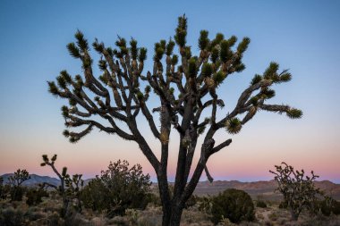 Joshua Tree (Yucca brevifolia) Mojave Ulusal Koruma Alanında günbatımında