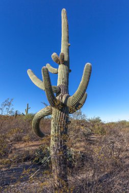 Saguaro (Carnegiea gigantea), Saguaro Ulusal Parkı, Arizona. Park adını çöl ortamına özgü büyük saguaro kaktüsünden almıştır..