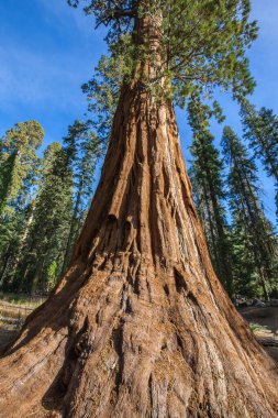 Dev Sekoya ağaçları Sequoia National Park, Kaliforniya, ABD
