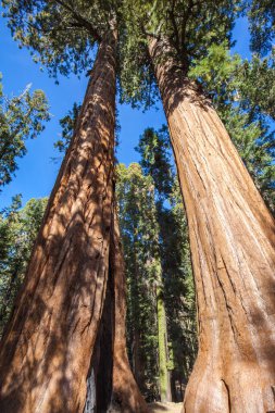 The Tough Twins Sequoia, Sequoia Ulusal Parkı, Kaliforniya, ABD 