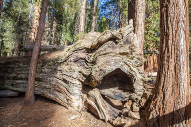 Sequoia Ulusal Parkı, Kaliforniya, ABD 'deki düşen sekoya ağacının kökü.