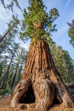 Dev Sekoya ağaçları Sequoia National Park, Kaliforniya, ABD  