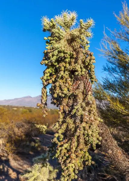 Owoce Misia Pluszowego Cholla Opuntia Bigelovii Parku Narodowym Saguaro Arizona — Zdjęcie stockowe