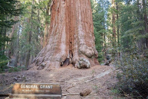 General Grant Tree Nation Christmas Tree Kings Canyon National Park — Stock Photo, Image
